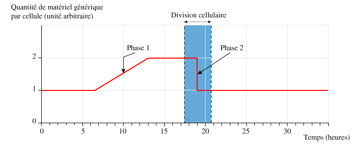 Evolution de la quantité d'ADN au cours de la multiplication cellulaire.
